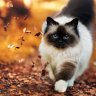 kitty chen